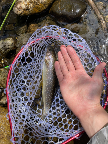 エゾイワナの釣果