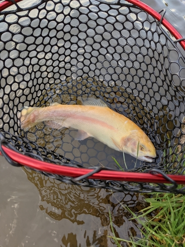 アルビノニジマスの釣果