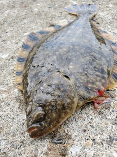 カワガレイの釣果