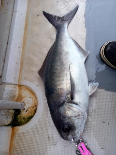 メダイの釣果