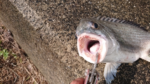 キビレの釣果