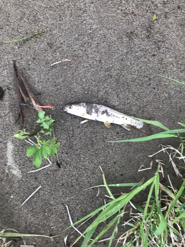 アメマスの釣果