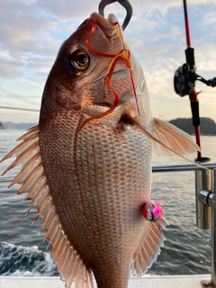 マダイの釣果