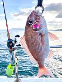 マダイの釣果