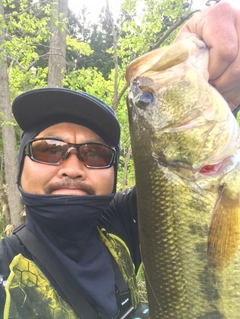 ラージマウスバスの釣果