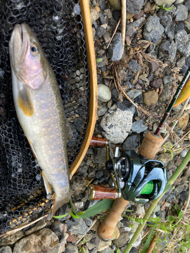 イワナの釣果