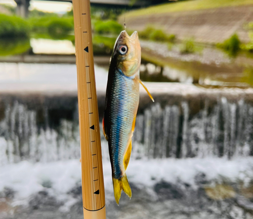 カワムツの釣果