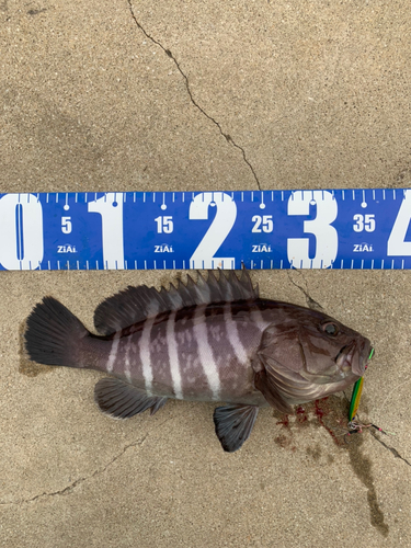 マハタの釣果