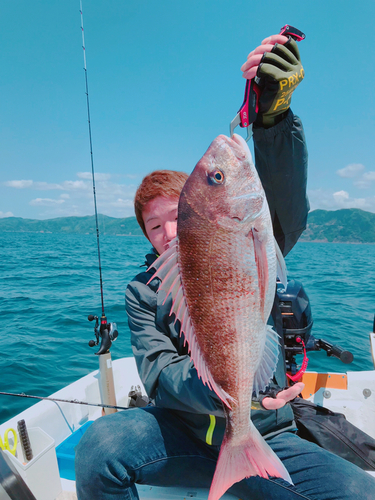 マダイの釣果