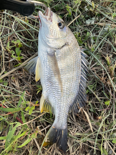 キビレの釣果