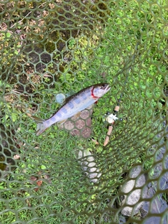 アマゴの釣果