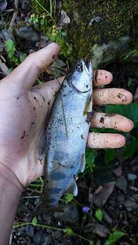 ヤマメの釣果