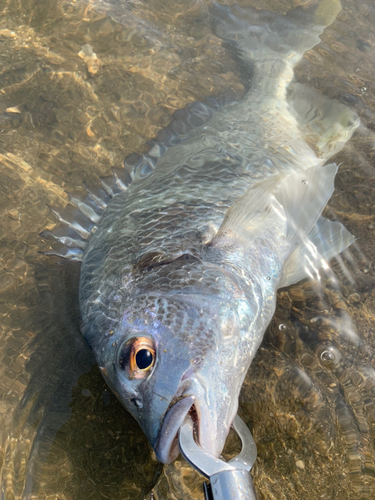 キビレの釣果