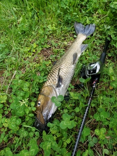 ニゴイの釣果