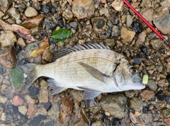 ミナミクロダイの釣果