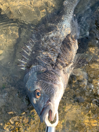 チヌの釣果