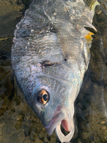 キビレの釣果