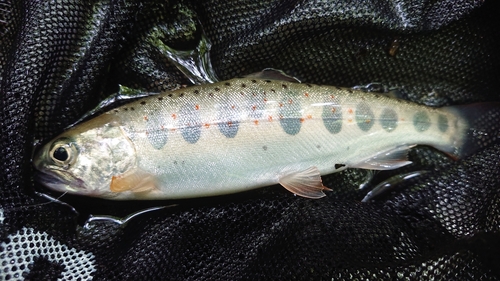 アマゴの釣果