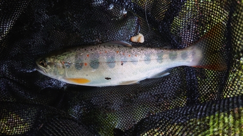 アマゴの釣果