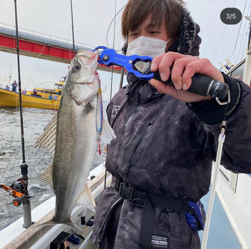 シーバスの釣果