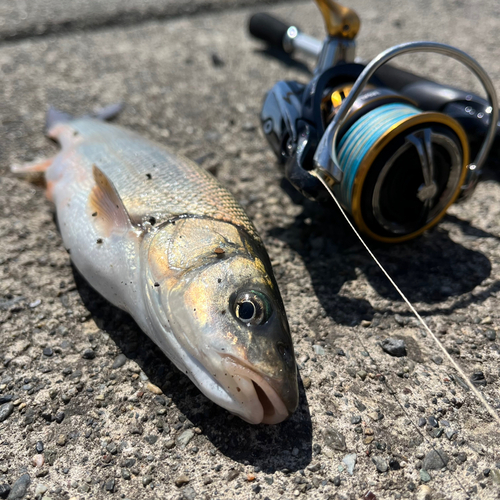 ウグイの釣果