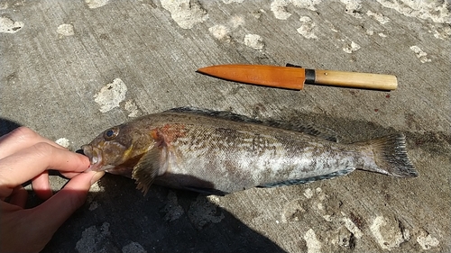 アイナメの釣果