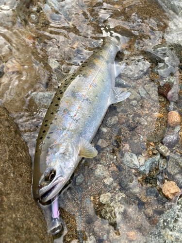 アマゴの釣果