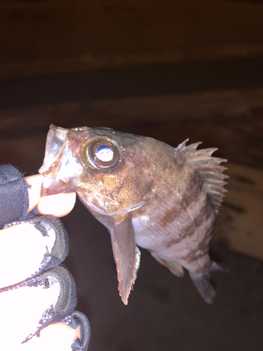 アカメバルの釣果