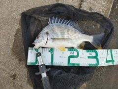 キビレの釣果