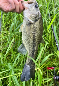 ブラックバスの釣果