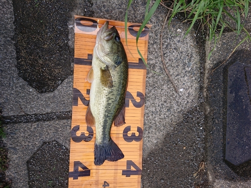 ブラックバスの釣果