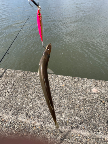 カマスの釣果