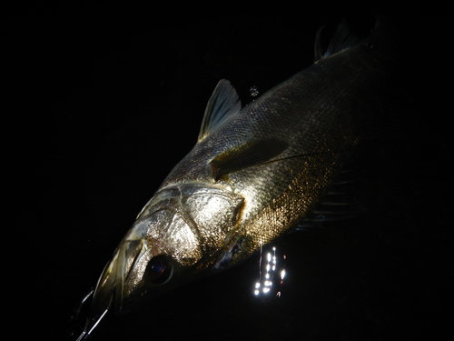 スズキの釣果