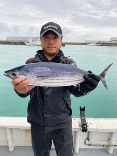 カツオの釣果