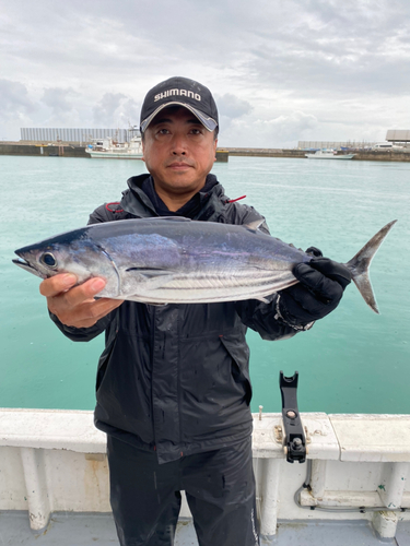 カツオの釣果