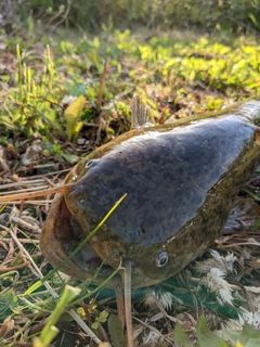 ナマズの釣果