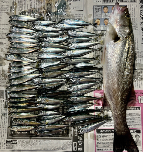 シーバスの釣果