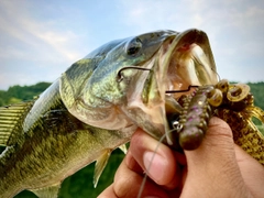 ブラックバスの釣果