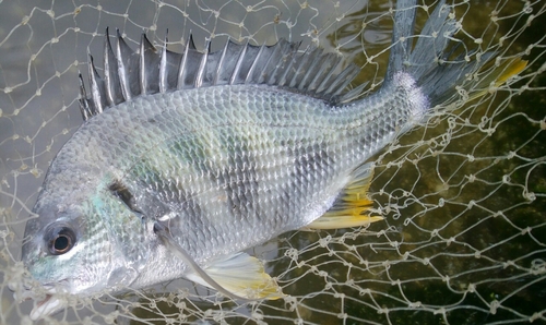 キビレの釣果