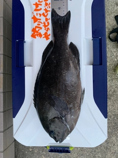 クチブトグレの釣果