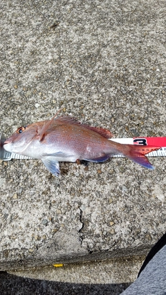 マダイの釣果