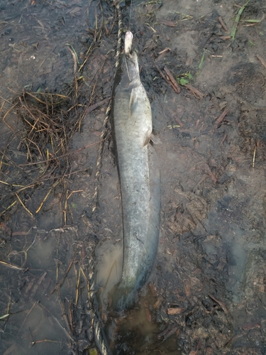 ナマズの釣果