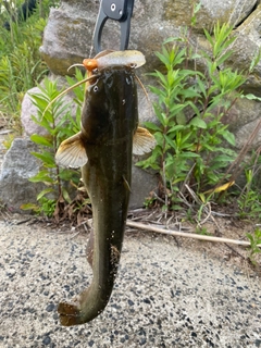 ナマズの釣果