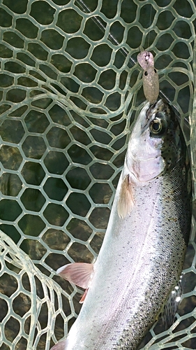 ニジマスの釣果