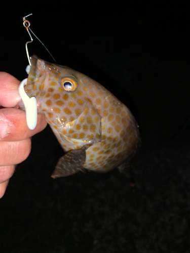 オオモンハタの釣果