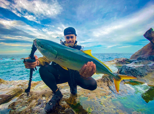 ワラサの釣果