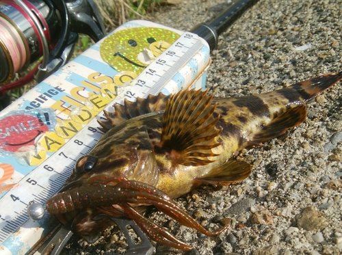 タケノコメバルの釣果