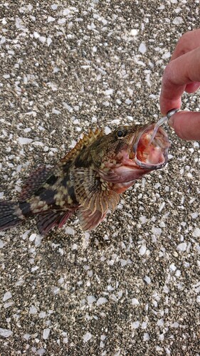 カサゴの釣果