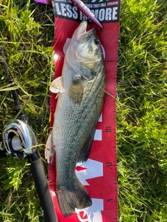 ブラックバスの釣果