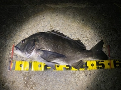 チヌの釣果